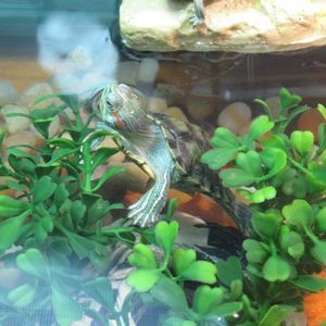 Meet your Posher, Jc